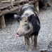 pig_hil_mb_v_0183_png1235.jpg